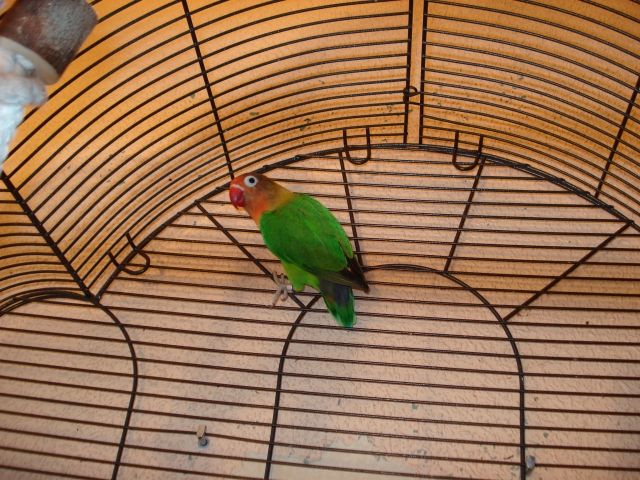 Zwei Pfirsichkopfchen mit Vollaustattung - Voegel - Frankfurt am Main