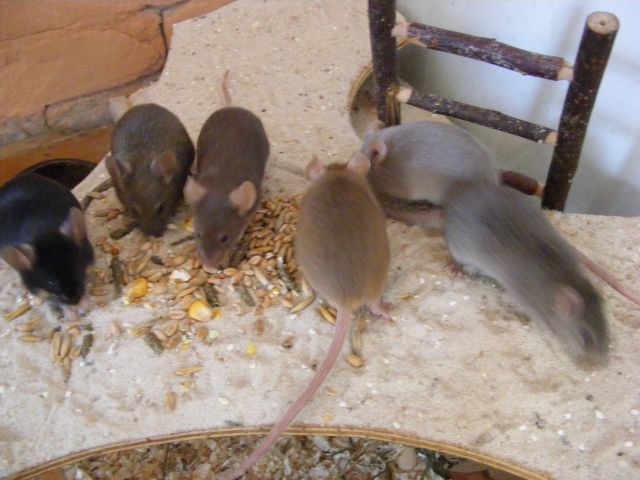 Mr. Jingles und co. suchen ein liebevolles Zuhause - Maeuse - Berlin