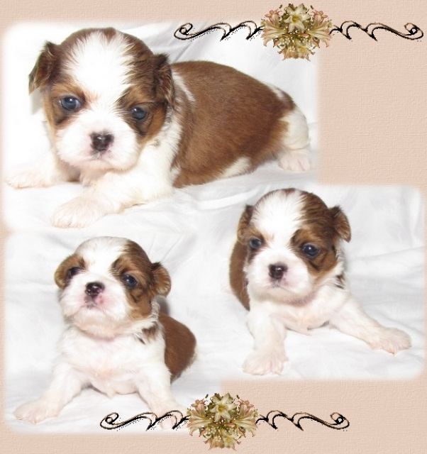 Shih Tzu Zwerge - Hunde - feldatal