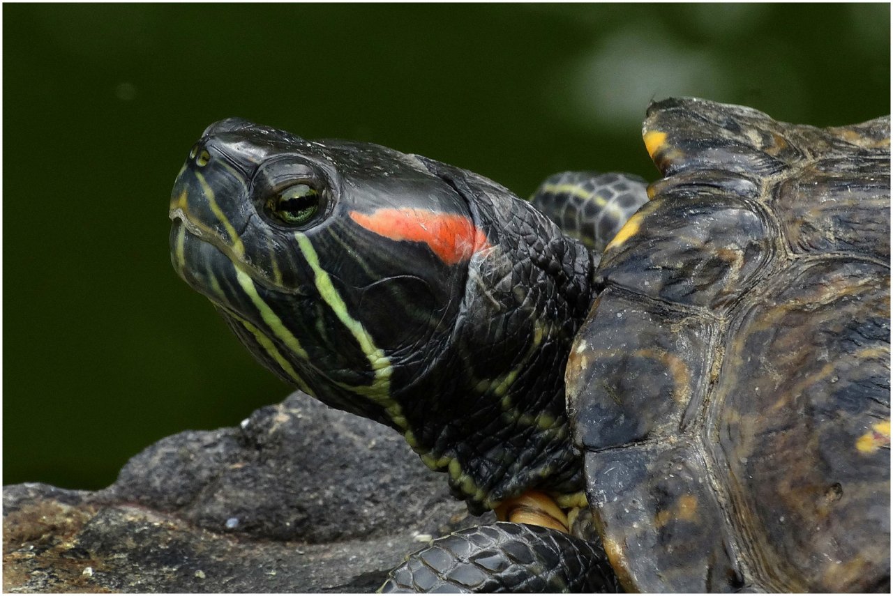 Biete weibliche Rotwangen-Schmuckschildkröte(n), Trachemys scripta elegans - Reptilien - Butzbach