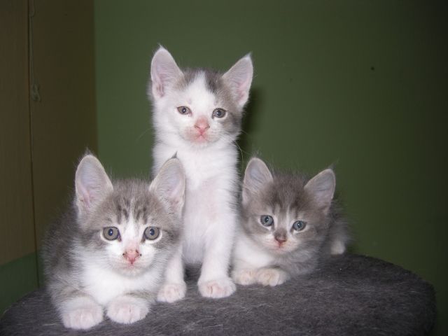 Main Coonbkh Mix Kitten Zu Verkaufen Tieranzeigennet