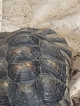 8 Landschildkröten abzugeben - Reptilien - Mülheim