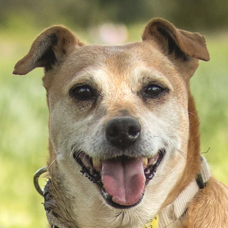 HALLE -  weiblich  7 Jahre  38 cm  13.5 kg  Pinscher-Mix  Gechipt  Kastriert - Hunde - Lauf an der Pegnitz