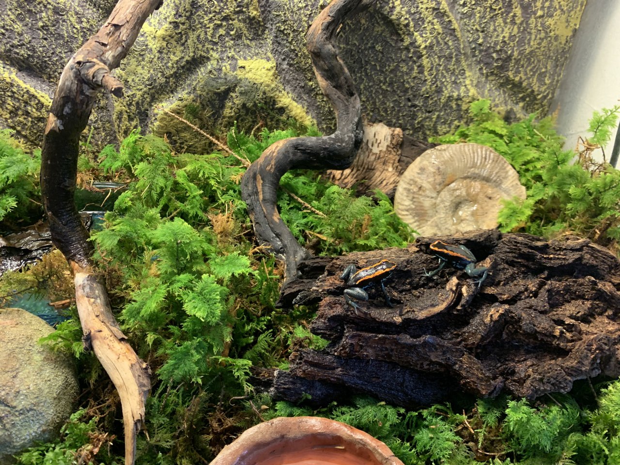 Phyllobates vittatus - Pfeilgiftfrösche und Terrarium abzugeben - Amphibien - Baden-Württemberg - Iggingen