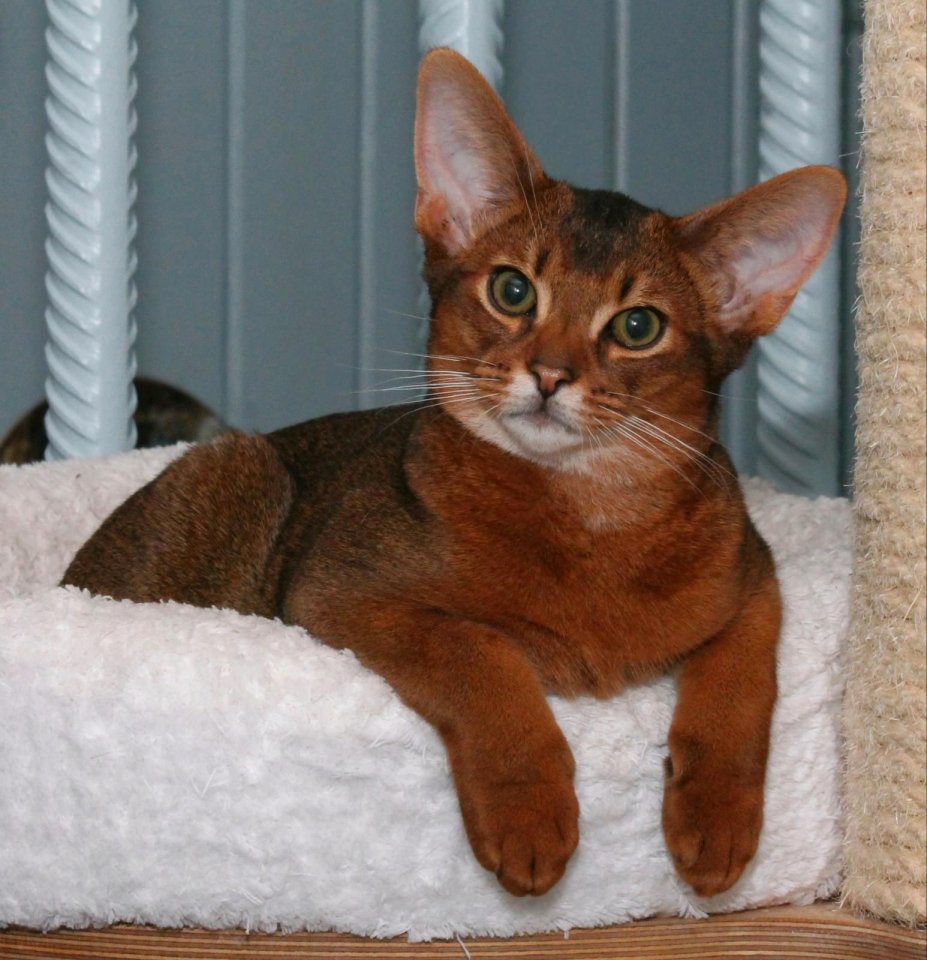 Wunderschöner Abessinier sucht neues Betätigungsfeld - Katzen - Neitersen