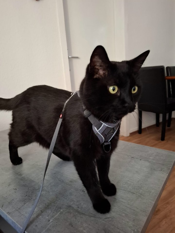 Kater zur Verschenken - Katzen - Esslingen