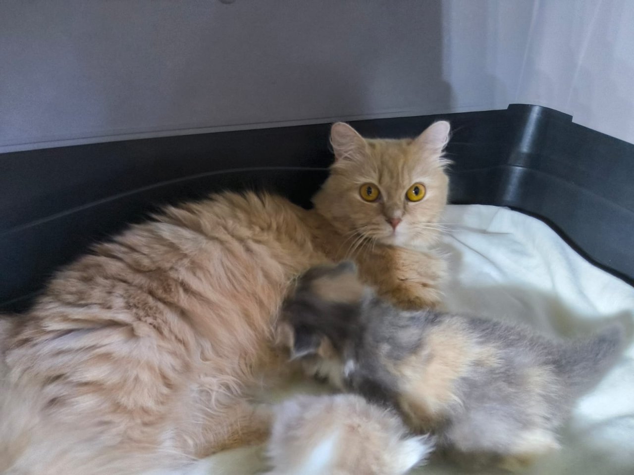 Munchkin Katze und Kitten - Katzen - Witten