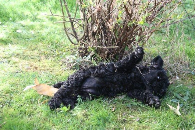 Kerry Blue Terrier Welpen - Haustiere - Staufenberg