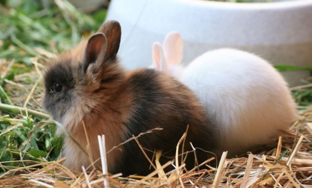 Zwergkaninchenbabys - Hasen Kaninchen - Zöschingen