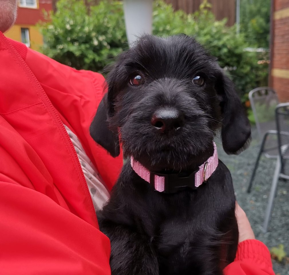 Mittelschnauzerwelpen - Hunde - Zwickau