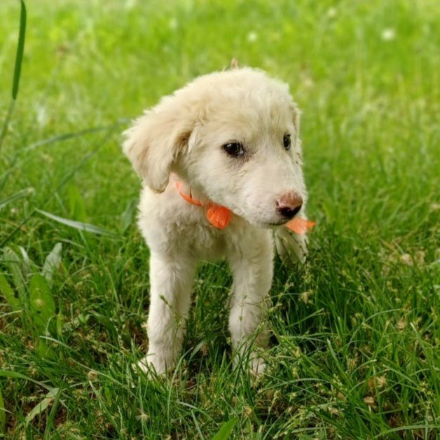 Takis / Status: sucht ein Zuhause - Hunde - Krefeld