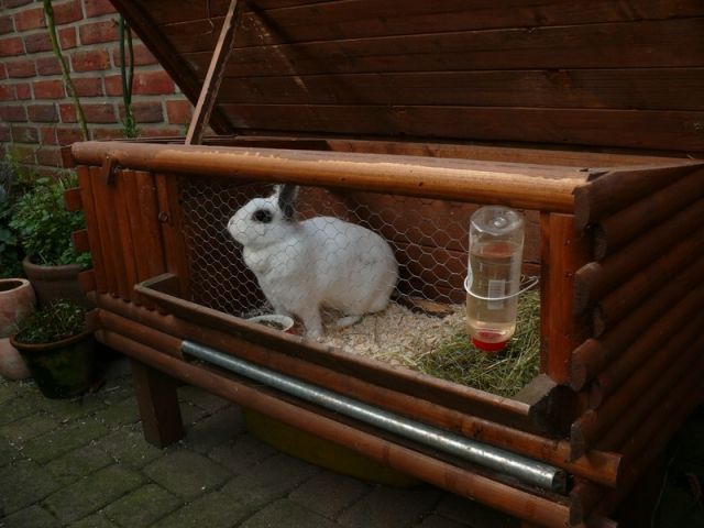 Suche ein neues zuhause (inkl Stall) - Hasen Kaninchen - viersen