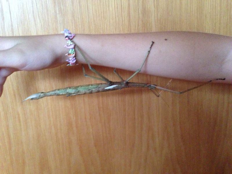 Phasmiden / Stabschrecken / Stabheuschrecken Eier zu verkaufen - Insekten - Neresheim