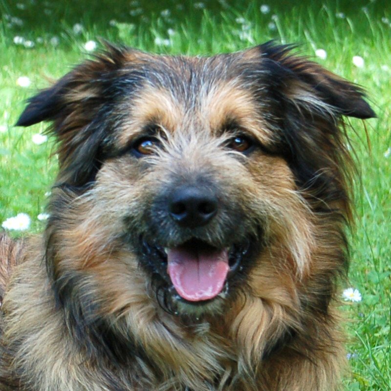 Sly - männlich 2 Jahre 52 cm 23 kg Briard-Mix Gechipt Nicht kastriert - Hunde - Lauf an der Pegnitz