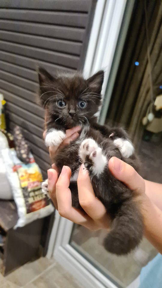 Baby Kitten auf der Suche nach dir - Katzen - KREFELD