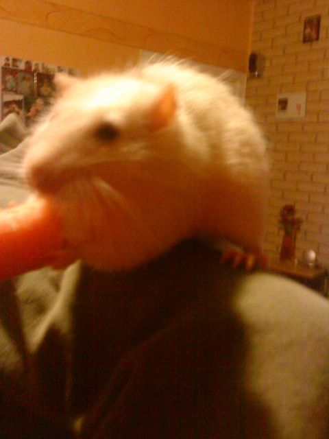 Rattenmännchen zu verschenken - Ratten - Hamm