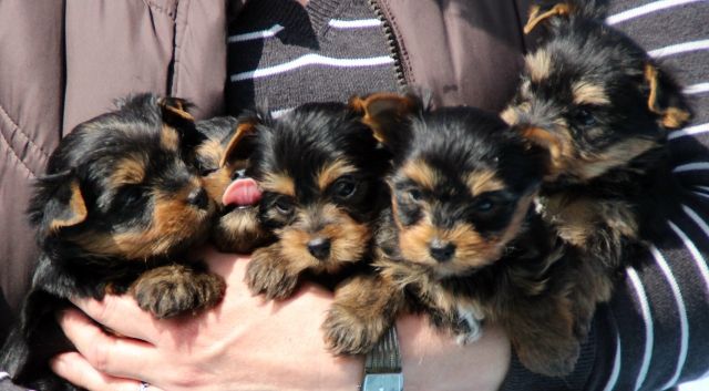Yorkshire Terrier suchen ein liebevolles zu Hause auf Lebenszeit - Hunde - Brandenburg