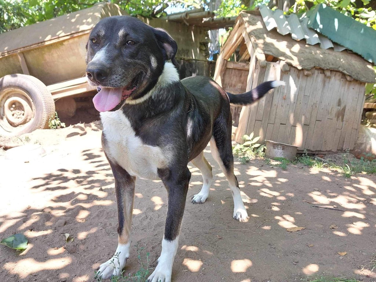 Wanja sucht ein Zuhause - Hunde - Krefeld