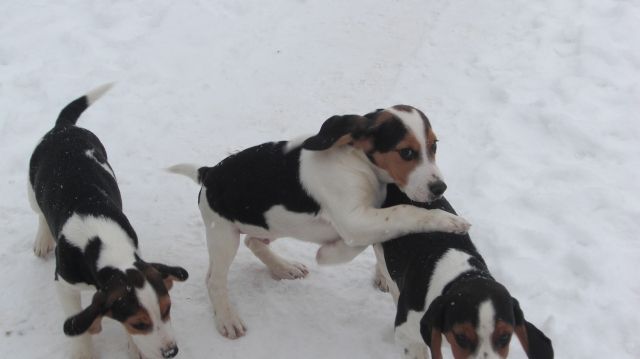 Beaglewelpen - Hunde - Groß Krams