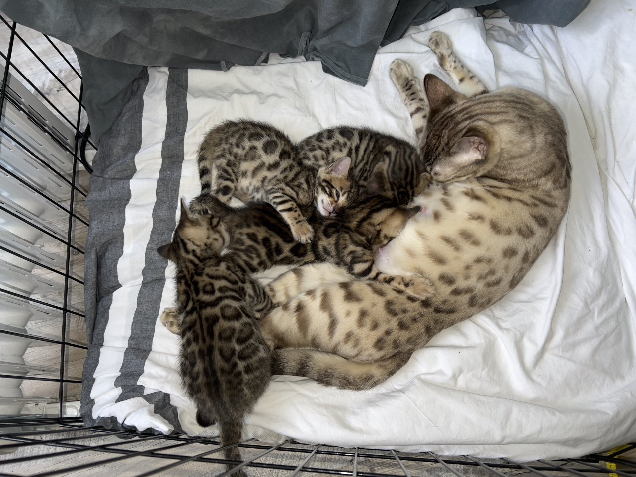 Reinrassige Bengal-Kitten - Katzen - Gelsenkirchen