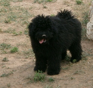 Schwarzer Puli Rüde - Hunde - Frankelbach