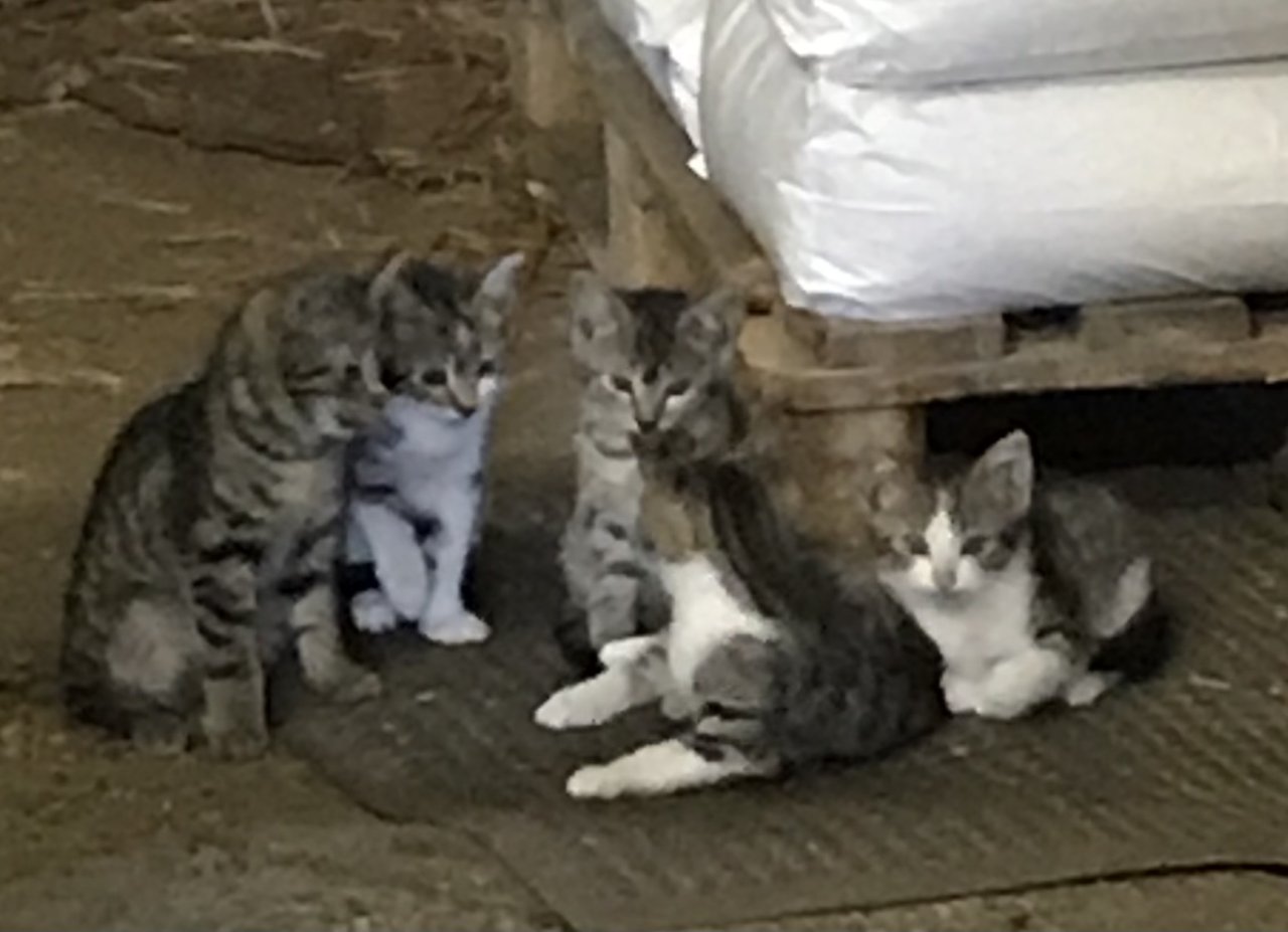12 Wochen alte Kitten suchen ein neues Zuhause - Katzen - Diepholz