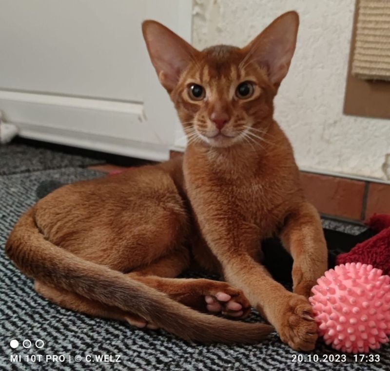 Charmanter reinrassiger 12 Monate alter Abessinier Kater mit Abstammungsurkunde - Katzen - Bad Lauterberg im Harz