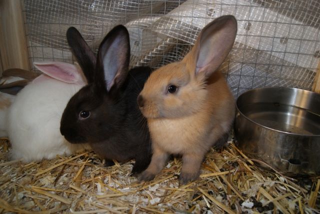 Junge Hasen/ Stallhasen zu verkaufen - Hasen Kaninchen - Wuppertal
