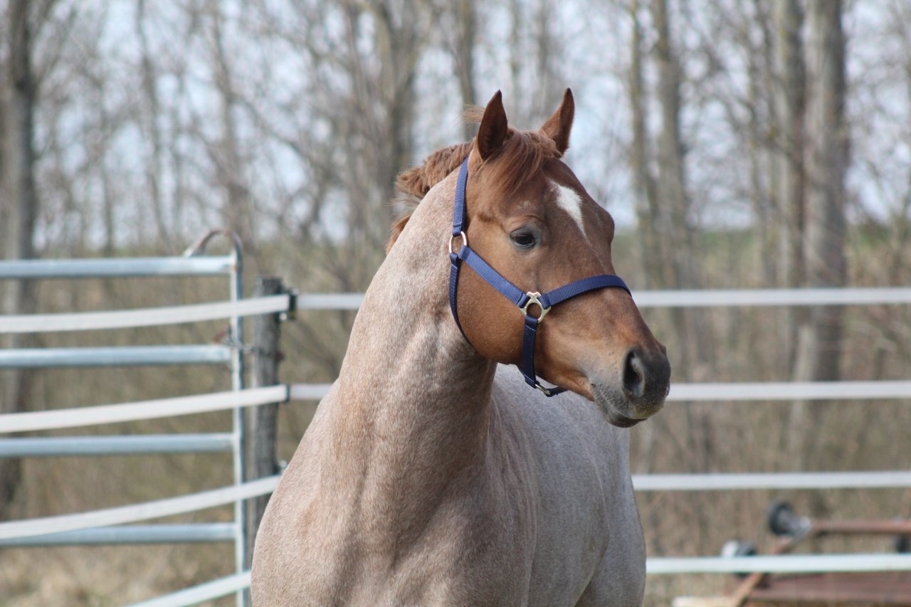 AQHA / APHA Deckhengst - Pferde - Pöttsching