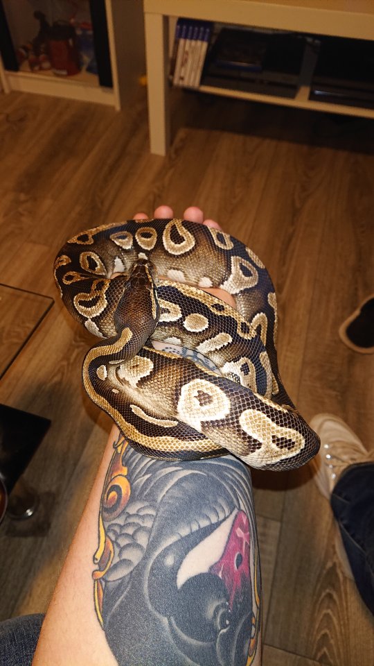 Königspythons 2 stück - Reptilien - Karlsruhe