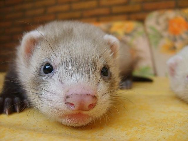 Frettchen Welpen Iltis und Albino - Frettchen - Duisburg