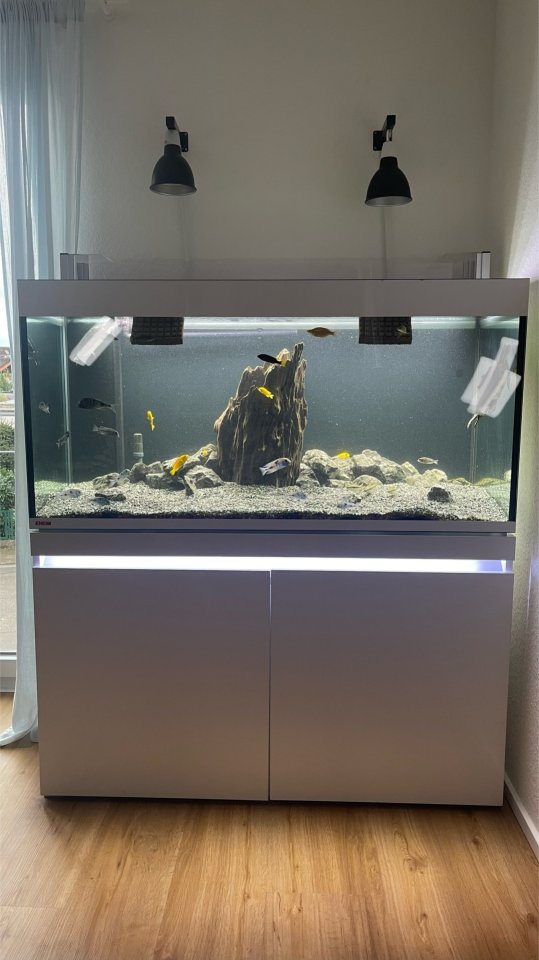 3 Wasserschildkröten, Aquarium, Technik und Zubehör - Reptilien - Jockgrim