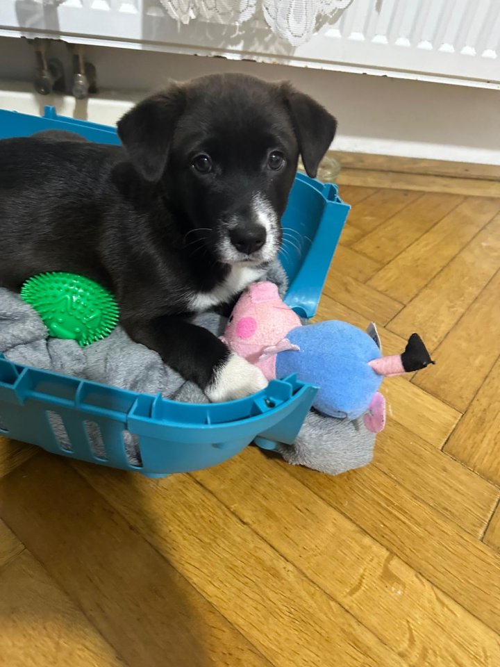 Labradormix Welpe!!!! - Hunde - Wien